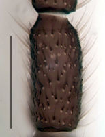 Leptosciarella viaticella Antenna KH6276.jpg