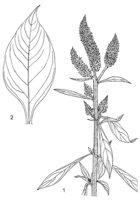 Linedrawing Celosia argentea.gif