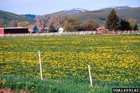 Taraxacum officinale IPM1459142.jpg