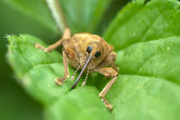 Curculio nucum 04 (MK).jpg