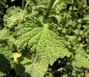 Leaves of Marrubium vulgare L. (photo Andrea Moro 2009)