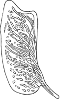 Gymnosporangium tremelloides (A. Br.) Hart. Abb1009c (Gäumann 1959, Rostpilze Mitteleuropas).png