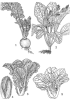 Linedrawing Brassica rapa.gif