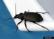 Calosoma sayi IPM5482835.jpg