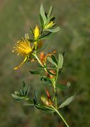 Inflorescence of Hypericum perforatum L. subsp. perforatum (photo Andrea Moro 2005)