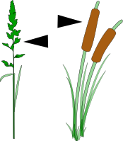 Grass inflorescence - pointing character.svg