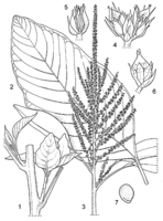 Linedrawing Amaranthus cruentus.gif