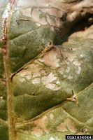 Peronospora tabacina IPM1436044.jpg