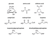 Abb1.13 Fungi basic compounds chemical structures 2021 (M. Piepenbring).png