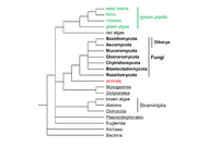 Abb1.2 phylogeny fungi plants animals algae 2021 (M. Piepenbring).png