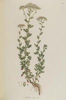 Achillea ligustica.jpg