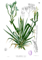 Agave sp Blanco1.96.png