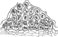 Coleosporium solidaginis Thuem. auf Solidago rugosa Mill. Abb0091 (Gäumann 1959, Rostpilze Mitteleuropas).png