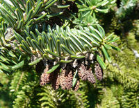 Abies cilicica (Antoine & Kotschy) Carrière – Photo: Andrea Moro 2008, Dryades TSB56819.jpg