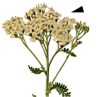 Herbs inflorescence Achillea - pointing character.svg
