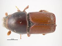 Scolytus pygmaeus PaDIL135720a.jpg