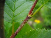 Alnus alnobetula JuliaKruse 3.jpg