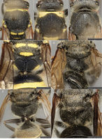 Ancistrocerus (10.3897-zookeys.718.21096) Figure 3.jpg