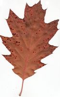 Autumn Red Oak Leaf.jpg