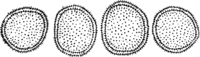Calyptospora Goeppertiana Kuehn. Abb0051 (Gäumann 1959, Rostpilze Mitteleuropas).png