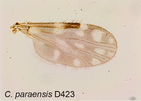 Culicoides paraensis Parasite 2017.png