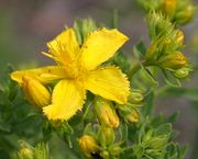 Inflorescence of Hypericum perforatum L. subsp. perforatum (photo Andrea Moro 2004)