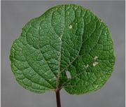 Leaf of Arctium minus (Hill) Bernh.