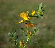 Inflorescence of Hypericum perforatum L. subsp. perforatum (photo Andrea Moro 2005)