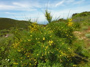 Habit of Cytisus scoparius (L.) Link (photo Andrea Moro 2006)