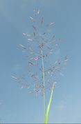 Spike of Deschampsia cespitosa (L.) P. Beauv. subsp. cespitosa (photo Andrea Moro 2006)