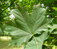 Acer platanoides L. – Photo: Andrea Moro 2008, Dryades TSB54513.jpg