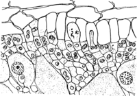 Gymnosporangium clavariaeforme (Jacq.) DC. Abb0998a (Gäumann 1959, Rostpilze Mitteleuropas).png