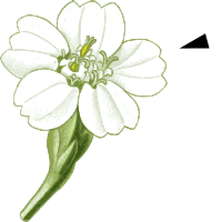 Herbs flower Achillea - pointing character.svg