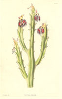 18464.Asclepiadaceae - Caralluma fimbriata.jpg