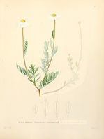 Anthemis ruthenica.jpg