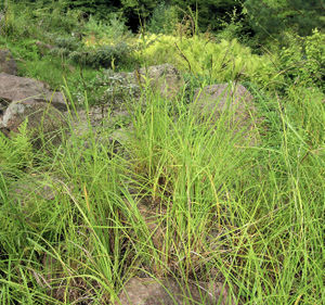 Carex aquatilis plant (01).jpg