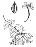 Combretum indicum PROTA drawing.png