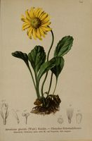 Doronicum glaciale.jpg