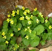 Habit of Viola biflora L.