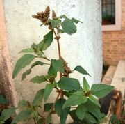 Habit of Amaranthus deflexus L.