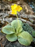 Primula auricula Vill.