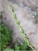 Triglochin maritimum L.