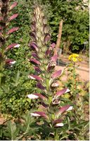 Acanthus mollis L. – Photo: Andrea Moro 2005, Dryades TSB24831.jpg