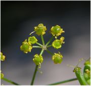 Inflorescence of Pastinaca sativa L. subsp. sativa (photo Andrea Moro 2005)