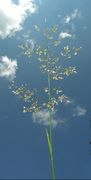 Spike of Deschampsia cespitosa (L.) P. Beauv. subsp. cespitosa (photo Andrea Moro 2006)