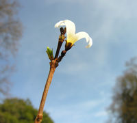 Abeliophyllum distichum Nakai – Photo: Andrea Moro 2009, Dryades TSB62161.jpg