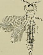 Haplothrips aculeatus Flickr.jpg