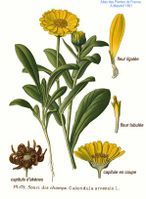 171 Calendula arvensis L.jpg