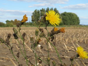 20150927Sonchus arvensis1.jpg