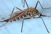 Aedes japonicus CDCimage 7959.jpg